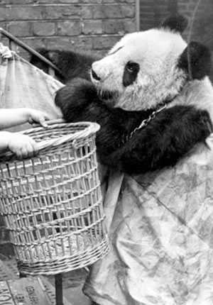 The story of panda & United Kingdom